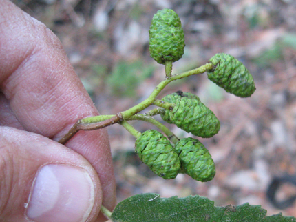 Alder cones green