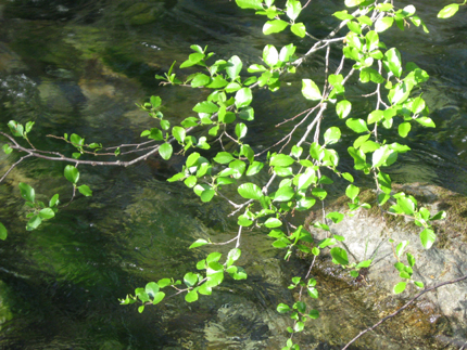 alder leaves