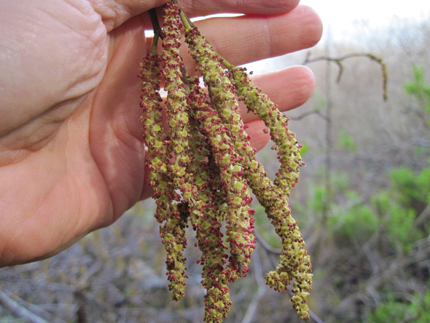 Red Alder Catkins male staminate