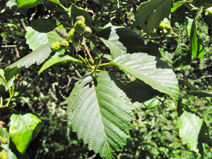 Red Alder with female catkins