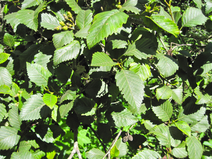 Red Alder Leaves