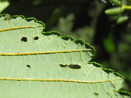 Red Alder leaf edge