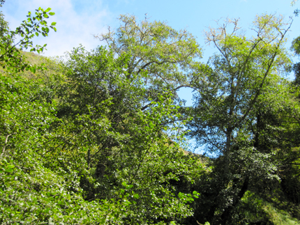 Red Alder in the Santa Lucia Mountains