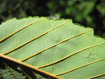 Red Alder Leaf margin revolute