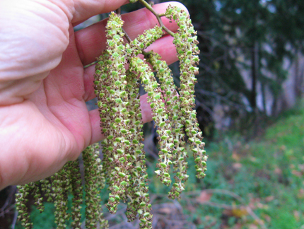 White Alder male catkins