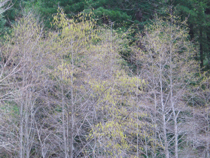 White Alder heavy with catkins