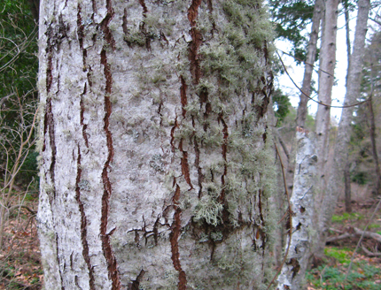 White Alder bark