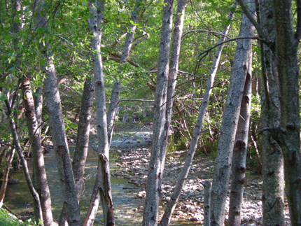 alder along the big sur river