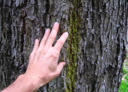 White Alder Mature bark