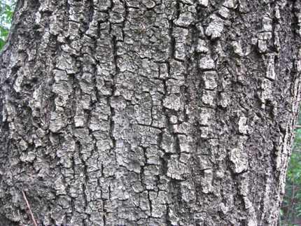 bay bark