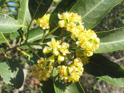 California Bay Laurel flowers