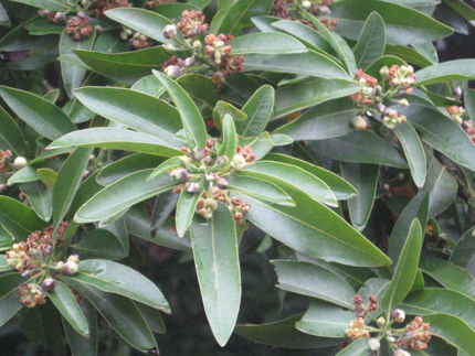 California Laurel Bay flowers and leaves