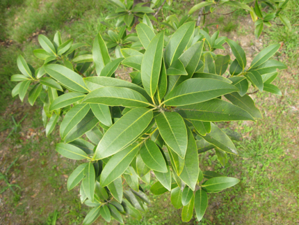 california bay laurel in big sur