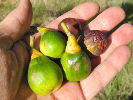 Range of Bay nuts