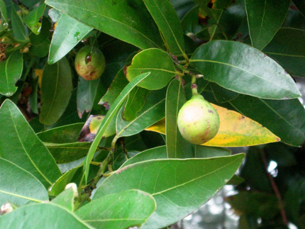 California Laurel Bay nut