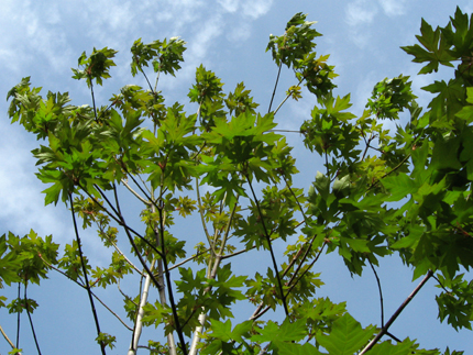 bigleaf maple tree