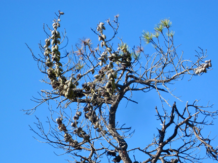 Bishop Pine cone on dead tree