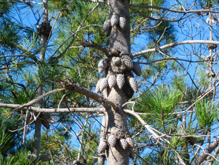 Bishop Pine on the tree