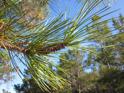 Bishop Pine needles