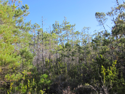 Bishop Pine fire growth