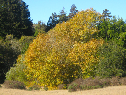 Black Cottonwood Fall color