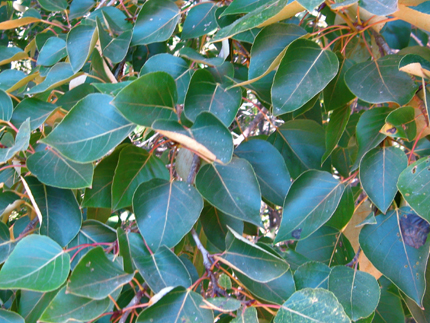 black cottonwood leaves on older mature tree