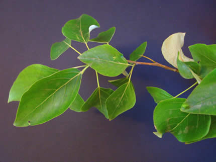 black cottonwood leaves in spring