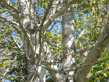 Black Cottonwood Bark