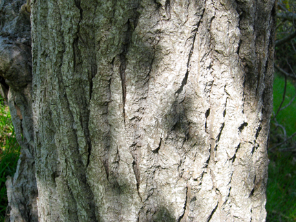 Black Cottonwood Bark