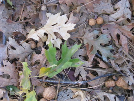 California Black Oak Tree forest floor