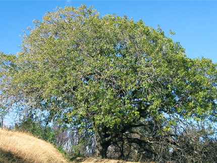 Oak Tree Black