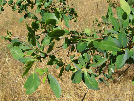 blue oak leaves