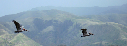 brown pelicans