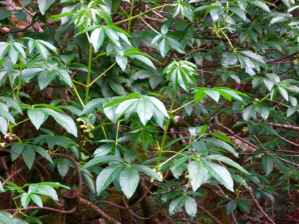 buckeye branches and leaves