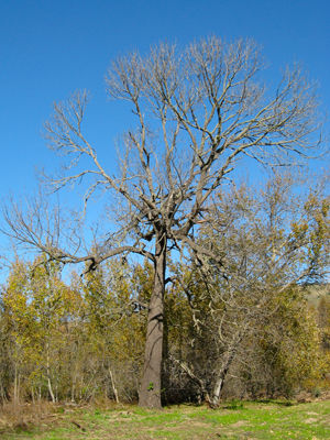 California Walnut Winter