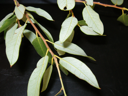 canyon live oak leaves