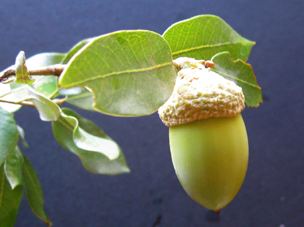 canyon live oak acorns