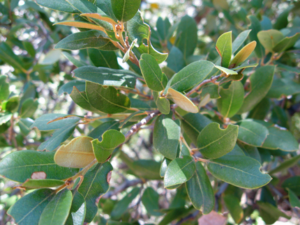 canyon live oak leaves