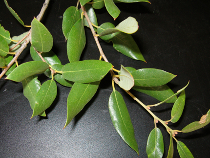 canyon live oak leaves