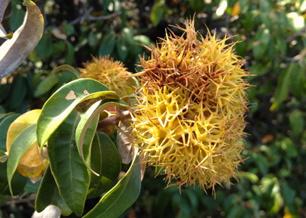 Chinquapin bristles and seeds