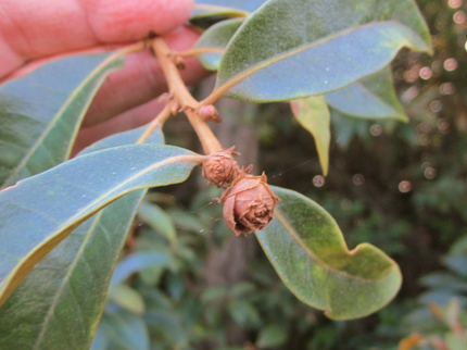 Chinquapin bud