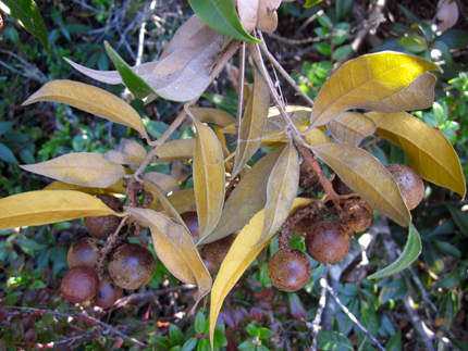 Chinquapin under side