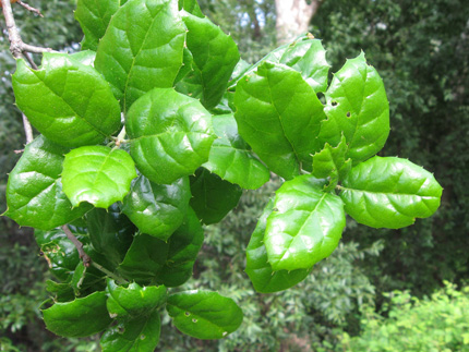 coast live oak leaves