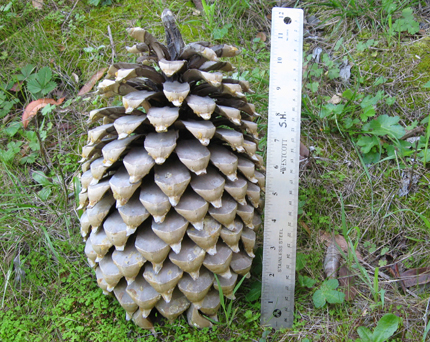 coulter pine cone
