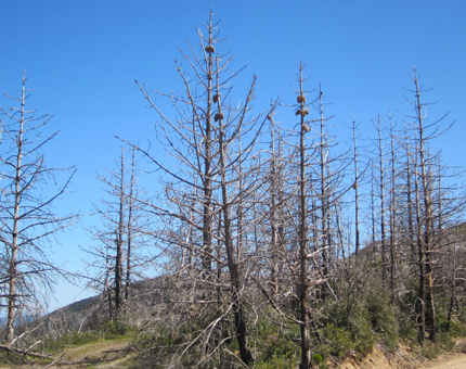 Coulter Pine forest after fire
