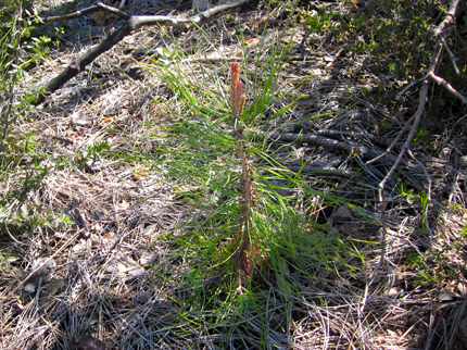 Coulter Pine seedling after fire