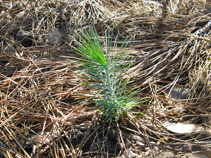 Coulter Pine seedling