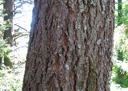 douglas fir bark