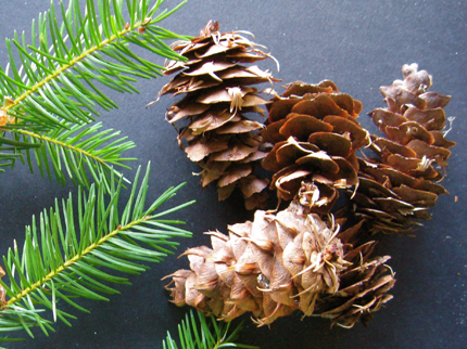 douglas-fir femail cones and branch
