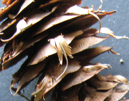 douglas-fir detail of female cone